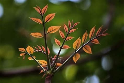 大门外放什么植物|农村大门外栽什么树好？6种常见树种，美观又大方！